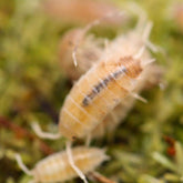 Porcellionides pruinosus “Butter Pecan”